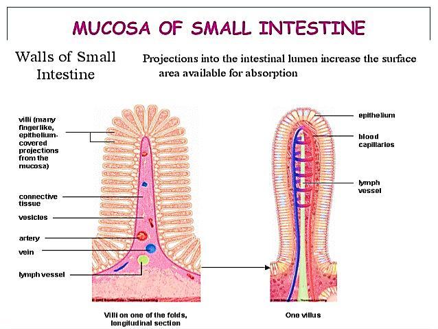 The lining of the small intestine shows a series of permanent circular or semilunar folds (plicae circulares), consisting of mucosa and submucosa, which are best developed in the jejunum.