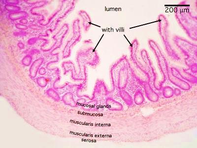 5) M (microfold) cells are specialized epithelial cells in the mucosa of the ileum overlying the lymphoid follicles of Peyer patches.