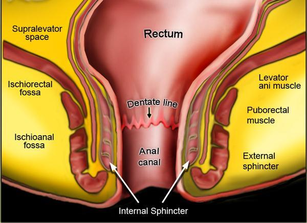 The distal end of the digestive tract is the anal canal, 3-4 cm long.