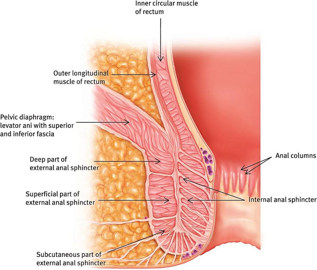 The mucosa and submucosa of the anal canal form several longitudinal folds, the anal columns, in which the lamina propria and submucosa