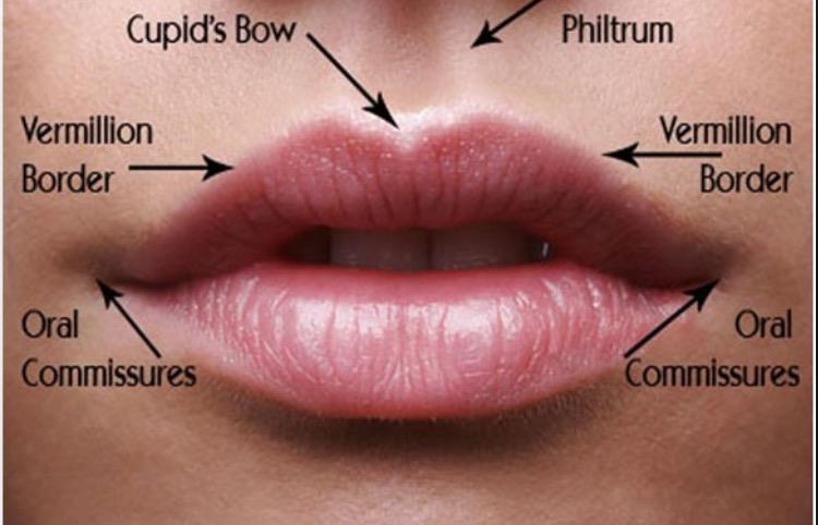 Lips Lips, soft pliable anatomical structures that form the mouth margin of most vertebrates, composed of a surface epidermis (skin), connective tissue, and (in typical mammals) a muscle layer.