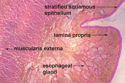 Esophagus The esophagus is a muscular tube, about 25 cm long in adults, which transports swallowed material from the pharynx to the stomach.