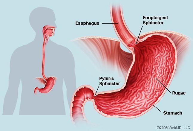 Stomach The stomach is a greatly dilated segment of the digestive tract whose main functions are: To continue the digestion of carbohydrates initiated by the amylase of saliva, To add an acidic fluid