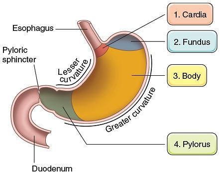 To promote the initial digestion of proteins with the enzyme pepsin. Four major regions make up the stomach: the cardia, fundus, body, and pylorus: - The cardia is a narrow transitional zone, 1.