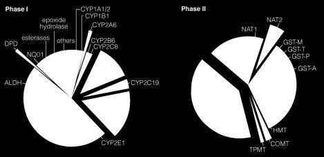 Over 50% of drugs are metabolized by: CYP3A4, CYP1A2, CYP2C9, CYP2C19, and CYP2D6 which are highly polymorphic