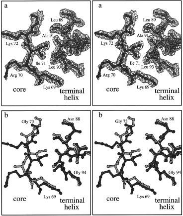 2612 Biochemistry, Vol. 37, No. 8, 1998 Rose et al. FIGURE 4: Residues at the interface between the terminal and core domains.