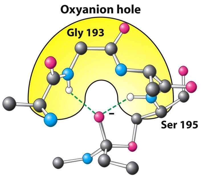 CATALYTIC TRIAD CHAPTER 9.1 PROTEASES Positioning of Ser195 Hydrophobic environment Fig 9.9 The oxyanion hole.