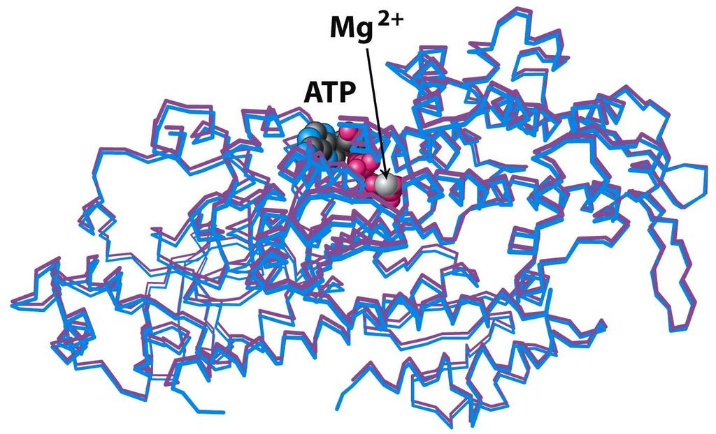 9.4 ATP HYDROLYSIS OF MYOSINS MYOSIN-ATP COMPLEX STRUCTURE How