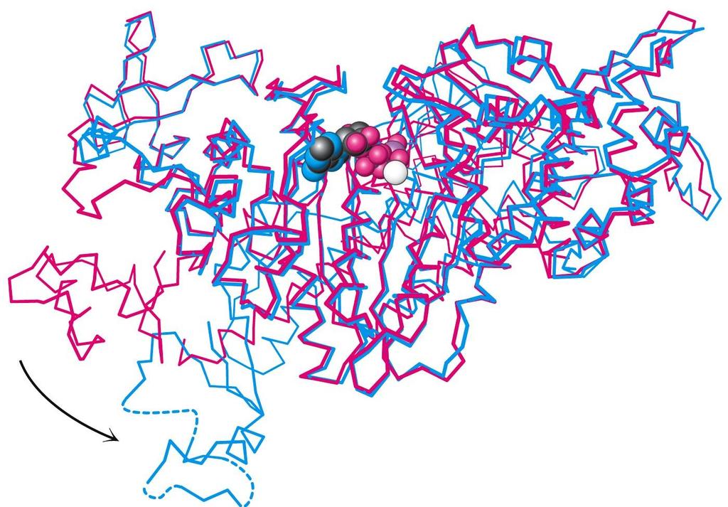 9.4 ATP HYDROLYSIS OF MYOSINS THE COMPLEX STRUCTURE WITH A TS-ANALOG Conformational change of myosin Some residues in the active site moves by ~2 Å - This helps facilitating the hydrolysis by