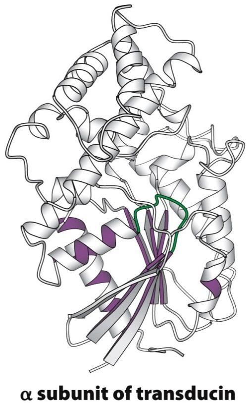 enzymes P-loop is named because it interacts