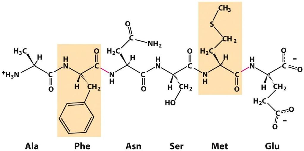 CHYMOTRYPSIN POSSESSES A HIGHLY REACTIVE SERINE RESIDUE Chymotrypsin cleaves peptide bonds selectively on the carboxyl side of the large hydrophobic AA C-term of Trp, Phe, Tyr and Met A good example