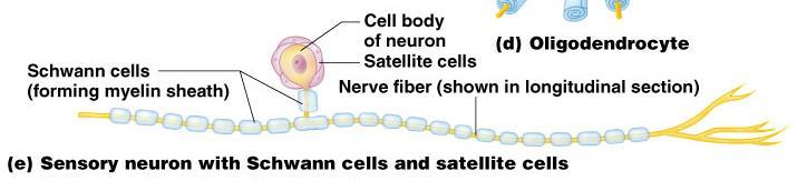 nerve fibers in the central nervous system and help