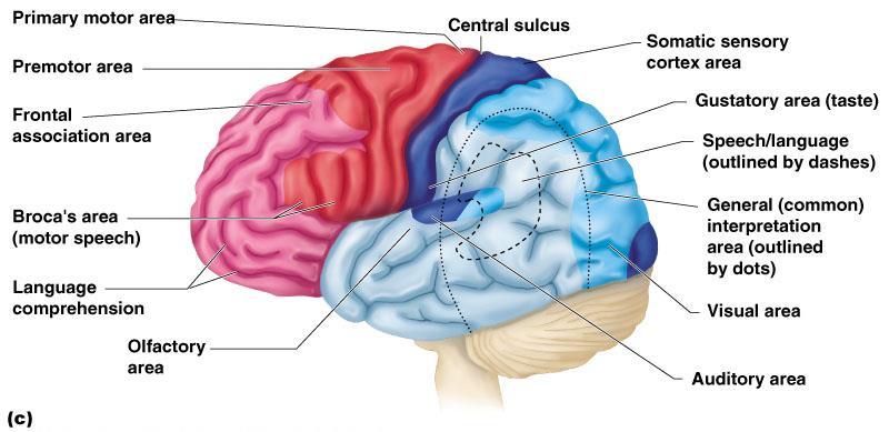 The Cerebrum Specialized area of the cerebrum Cerebral areas involved in special senses Gustatory area (taste) Visual area Auditory area Olfactory area Interpretation areas of the cerebrum