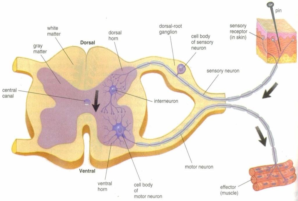 Spinal Cord Spinal Cord Anatomy Exterior white mater Contains myelinated axons (conduction tracts).
