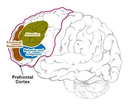 Prefrontal Cortex - Our CEO Manages Executive Functions Conductor Problem Solving Reasoning Creativity