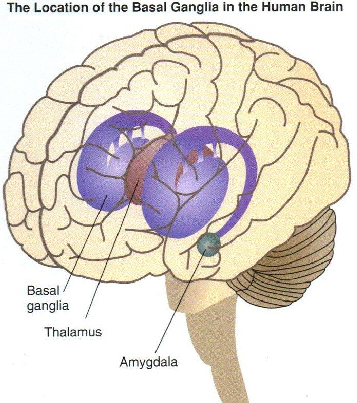 Basal Ganglia Picks up patterns very quickly, even unconsciously Stores routines, repetitive behaviors and thoughts habit