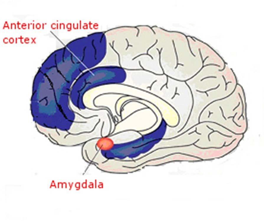 Anterior Cingulate Cortex: Conflict Detector Did we get what we expected?