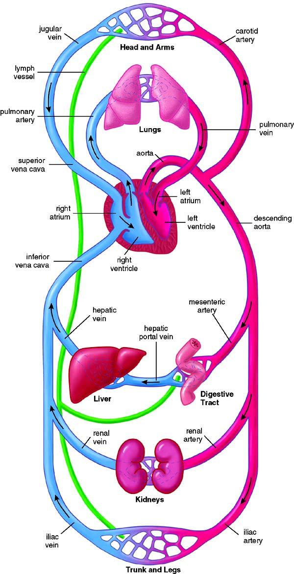 Circulatory system ( 循环系统 ) Circulatory system: heart + blood vessels Function: nutrient transportation and