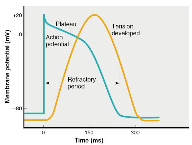Significance of long-lasting refractory period No tetanus Premature contraction Compensatory