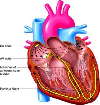 Heart sounds Originally from: closure of valves, vibrations of atrial or ventricular wall, or arteriole wall, fluid vibration Phonocardiogram: First sound low pith and long lasting, symbol of