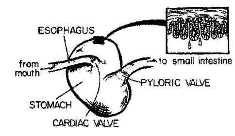 Figure 3 The small intestine is a complex tube which lies in a spiral, allowing it to fit in a small space (Figure 4).