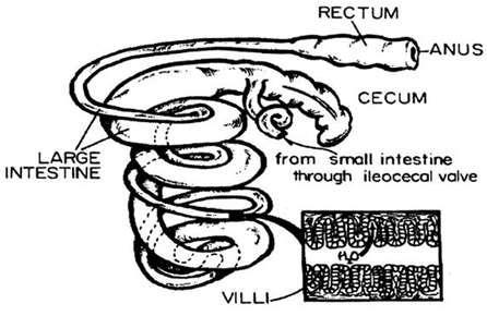 A "blind gut" or cecum is located at the beginning of the large intestine (figure 5). In most animals, the cecum has little function.
