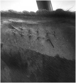 infection Sedate, even if good horse to avoid movement Soak the