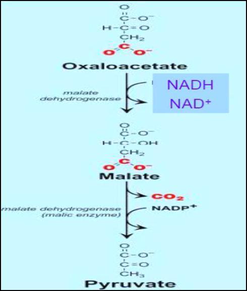 acids synthesis so 8 out of 14 of NADPH that required during fatty acid synthesis of paltimate is obtain by this way when 8 Acetyl COA leave the mitochondria.