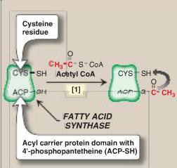 4. ACTION OF FATTY ACID SYNTHASE Fatty acid synthase is a dimer with 7 enzyme activities and a domain