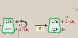 ACTION OF FATTY ACID SYNTHASE 2.