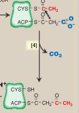 ACTION OF FATTY ACID SYNTHASE 4.