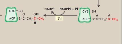 ACTION OF FATTY ACID SYNTHASE 5.