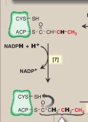 ACTION OF FATTY ACID SYNTHASE 7.