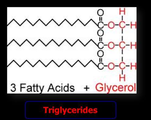 present in the form of triglycerides. Most of this fat is stored in adipose tissue.
