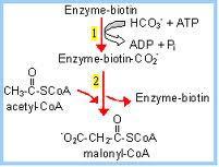 Reaction 1: Synthesis of Malonyl-CoA from Acetyl-CoA The first step is formation of malonyl-coa from acetyl-coa is catalyzed by enzyme called acetyl-coa