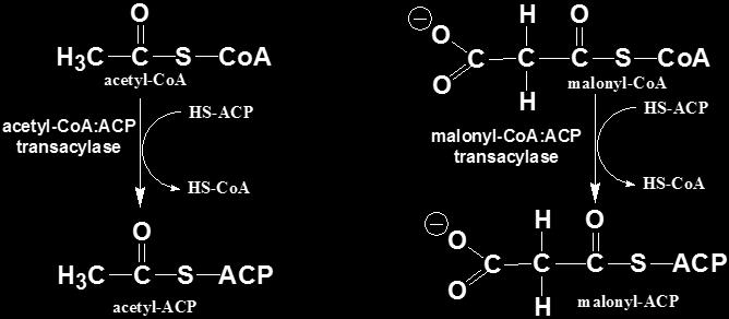 Reaction 2 & 3: Activation of Malonyl-CoA and Acetyl-CoA The activation of Malonyl-CoA and Acetyl-CoA is very important for the biosynthesis of fatty acids Both of them bind with Acyl Carrier Protein