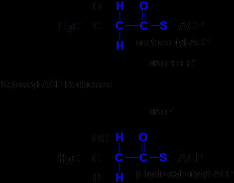 (2) Reduction: In this reaction TWO hydrogen atoms are added to the beta-keto group of Acetoacetyl-