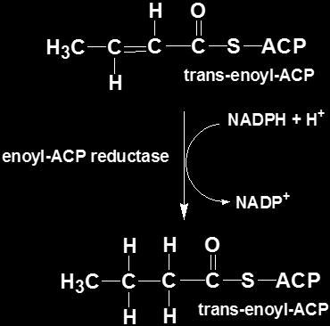 Continuation: The final product of the last reaction (step 4) will go back to join with another mole of Malonyl-ACP to synthesize a longer chain fatty acid and this process will continue till the