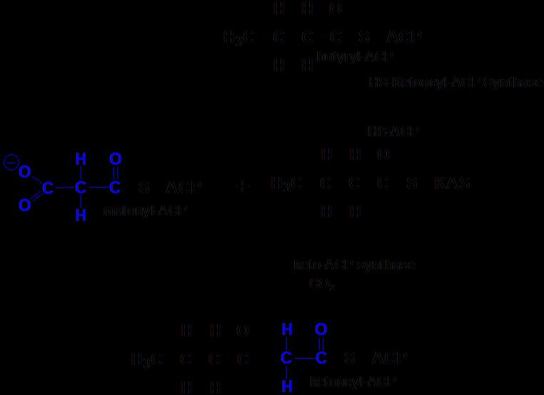 Continuation: The final product of the last reaction (step 4) will go back to join with another mole of Malonyl-ACP to synthesize a longer chain fatty acid