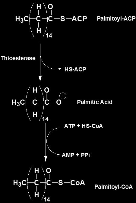 Termination: As soon as the desired chain of fatty acid is achieved the S- ACP group will be removed from the