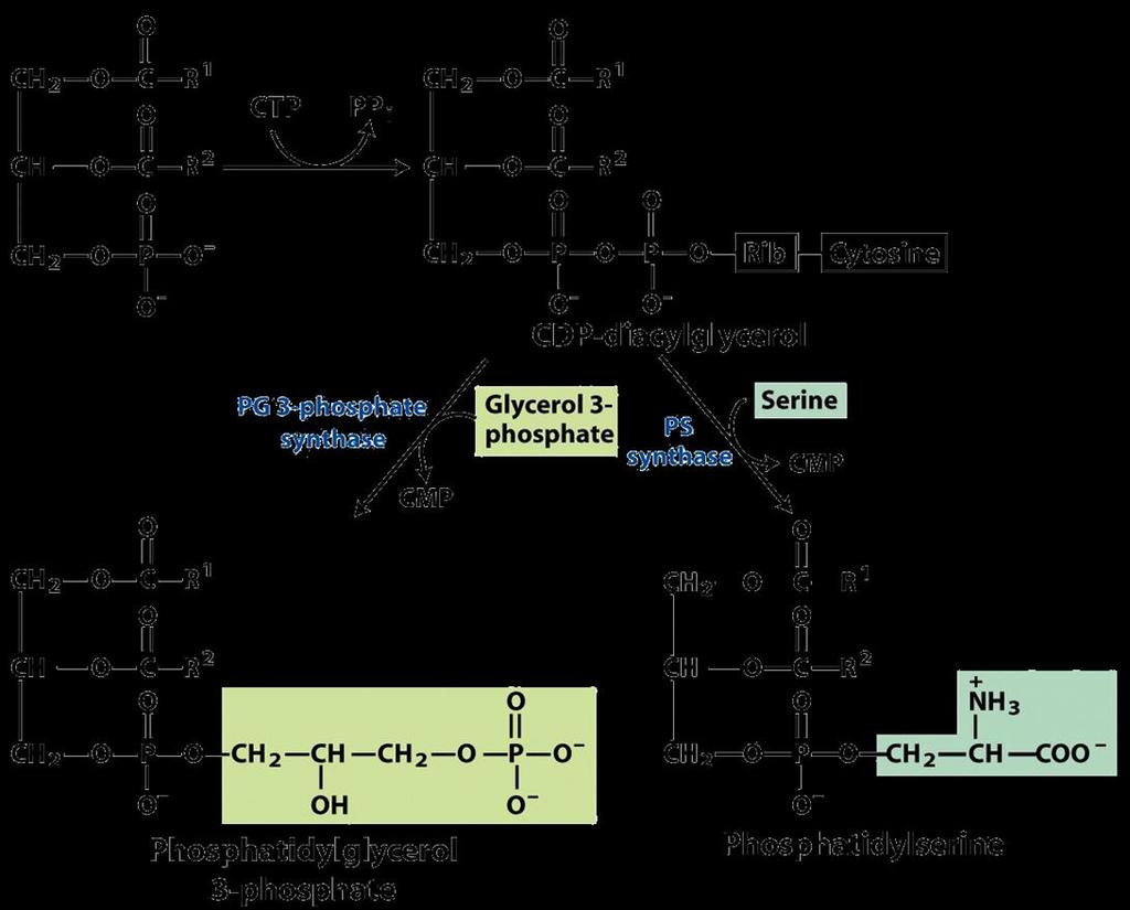 Phospholipids are the most polar ionic lipids, composed of 1,2-diacyl glycerol and phosphodiester bridge