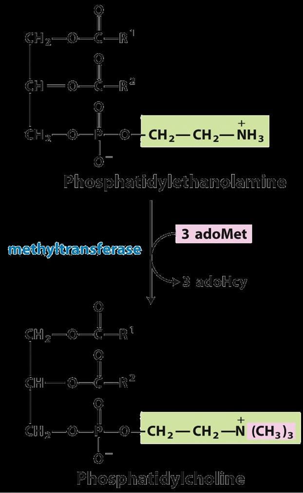 In biosynthesis, nucleotides activate the phosphate group of