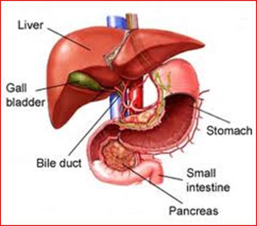 Digestion of fats Finally, the digestion of triglycerides is done by the pancreatic lipase