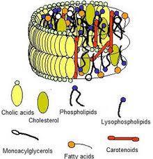 in the bile salts micelles, which incorporate monoglycerides,