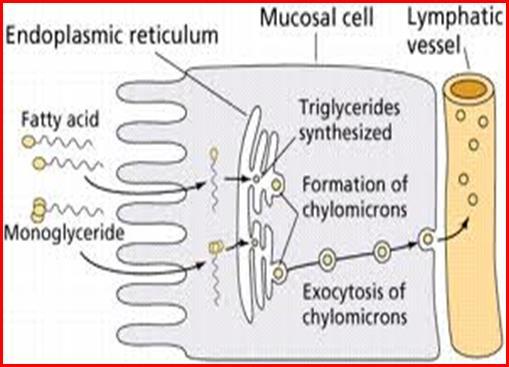 After absorption of fat into the small intestinal epithelial cells fatty acids are re-esterified to form triglycerides Subsequently, in the small intestine, triglycerides, phospholipids, cholesterol,
