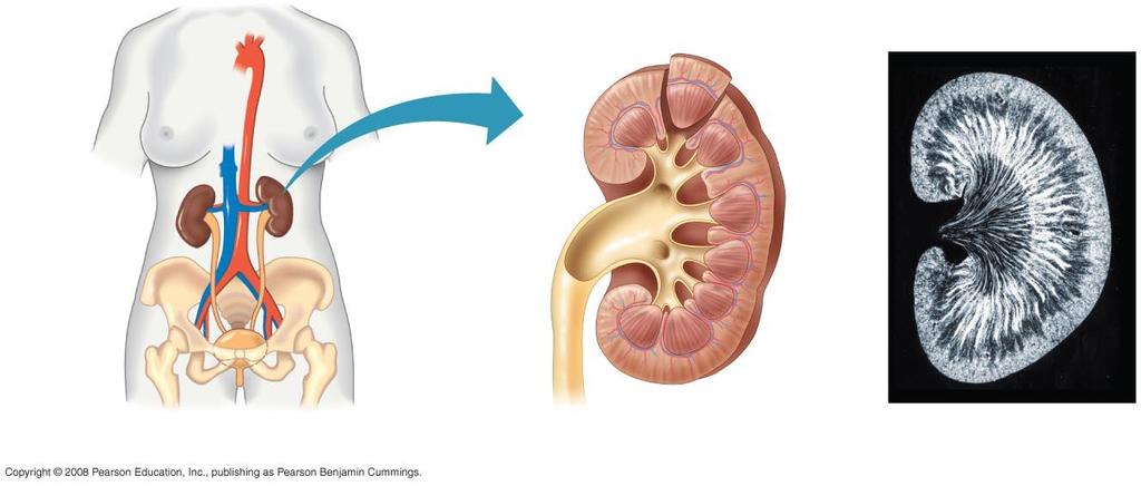 Fig. 44-14ab Kidneys Kidneys, the excretory organs of vertebrates, function in both excretion and osmoregulation The mammalian kidney has two distinct regions: an outer renal cortex and an inner