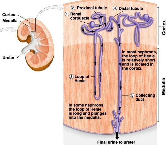 Cortical nephrons are confined to the renal cortex, while