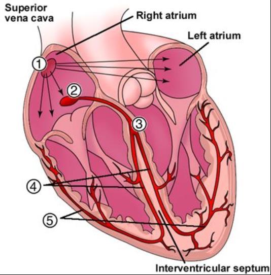 1 Sinoatrial node (Pacemaker) 2 Atrioventricular node 3 Atrioventricular
