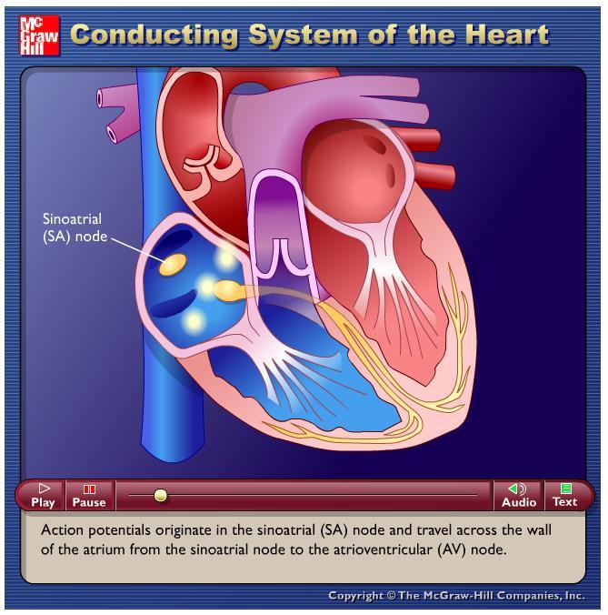 View the heart animations at McGraw Hill to