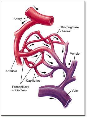 Blood flow through veins not very efficient.